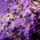 This purple octocoral has all the flair of an undersea carnival.